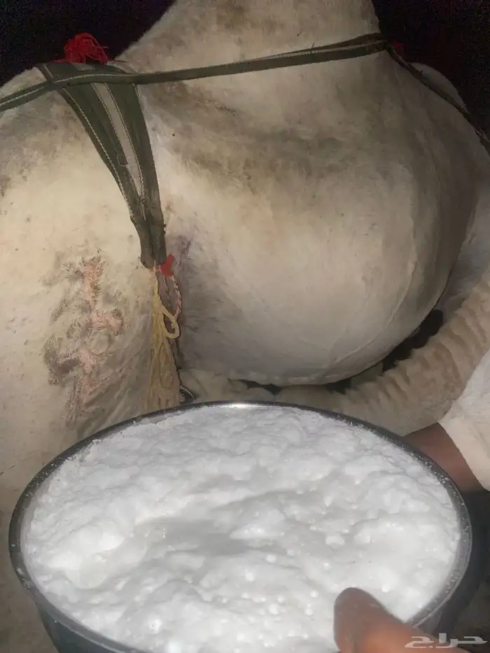 ناقه نصوف تكنف يمين ويسار هديه تحتها بكره عمرها 7 اشهر 4