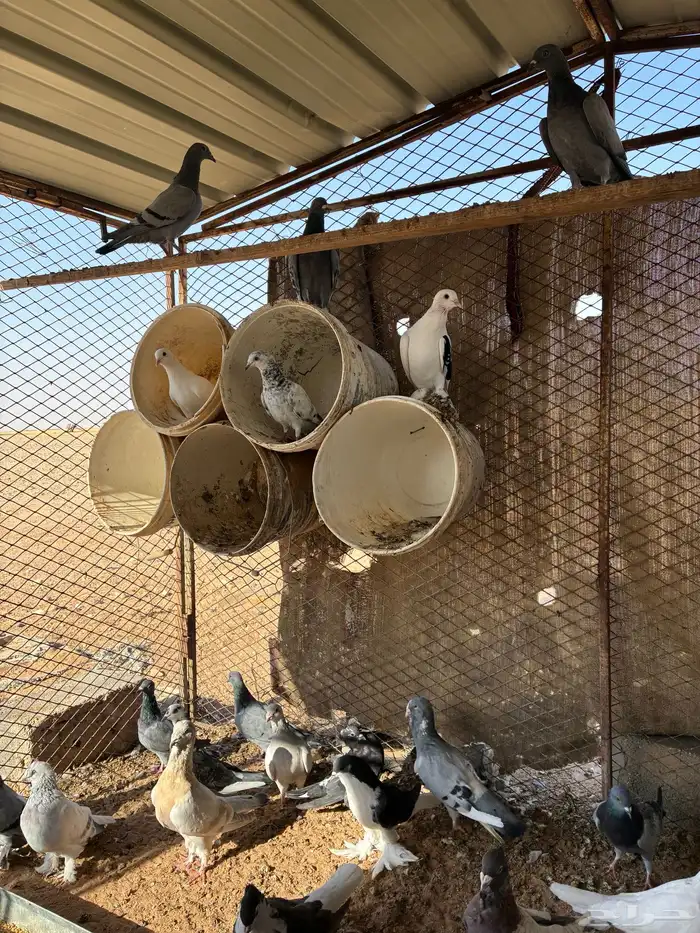 حمام مشكل زينة وزواجل 3