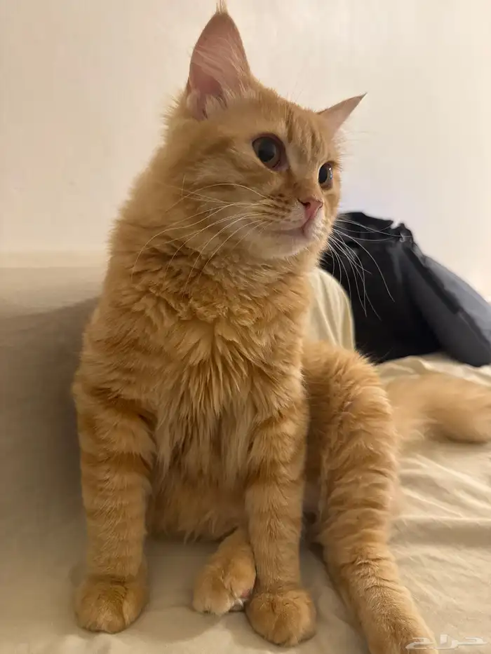 قط شيرازي ذكر للتبني 2