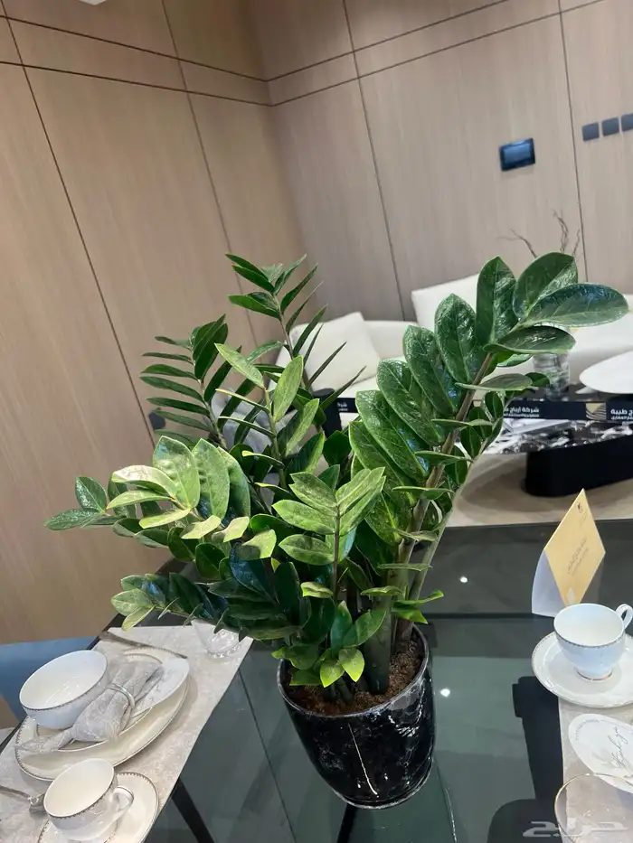 أعمال زراعة وصيانة للبيوت والمشاريع التجارية 25