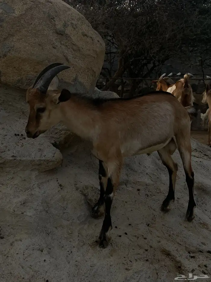 ولد وعل جذع 0