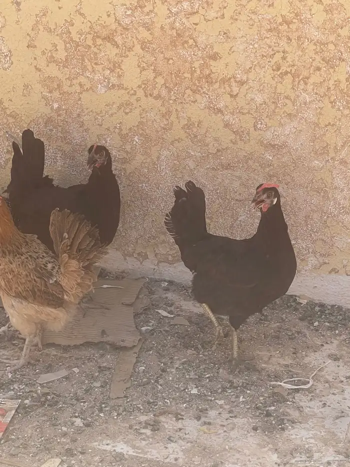 دجاج شرط 100ب100بياض بلدي اصلي بياض علي السوم 3