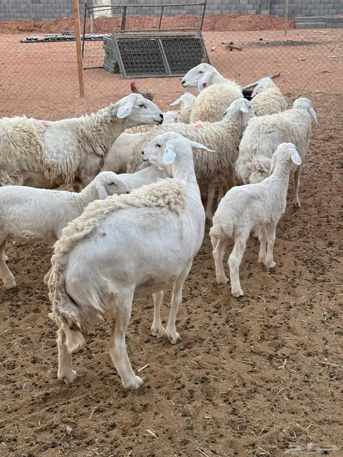 شياه متابيع ودفيع 3