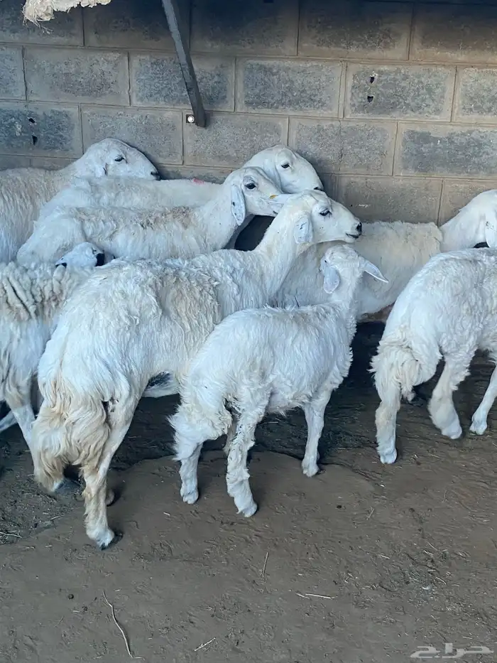 غنم حريات خلفات ودفيع 0