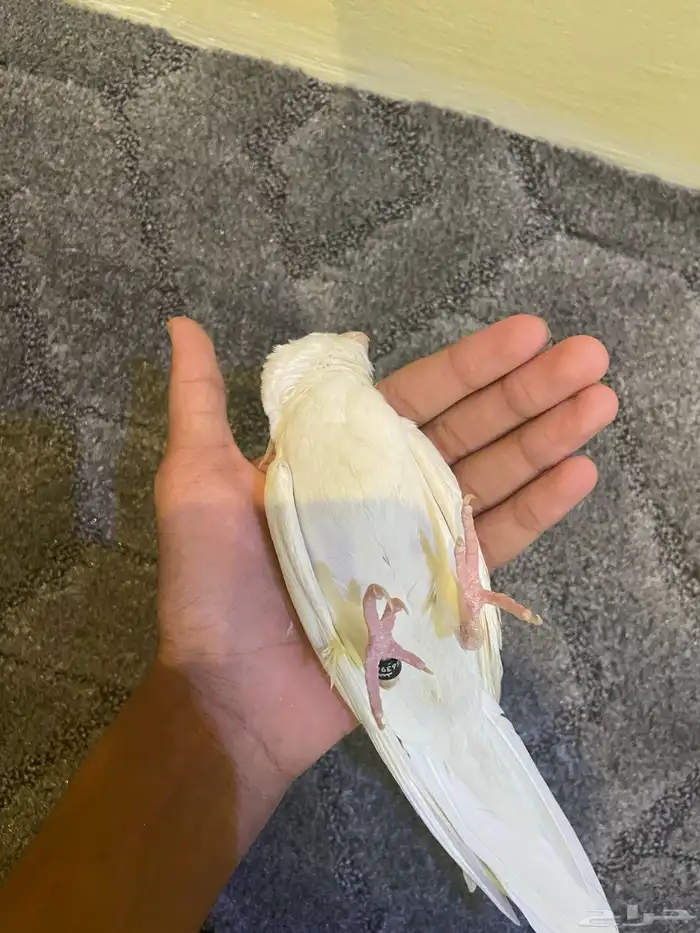 كروان البينو 3