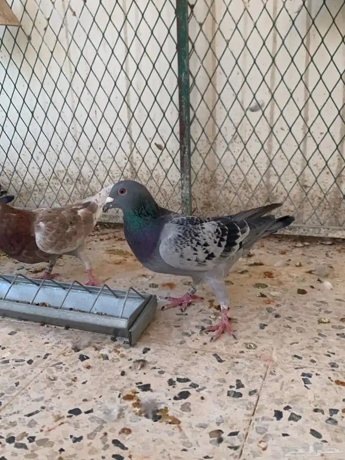 حمام زاجل سباق 3