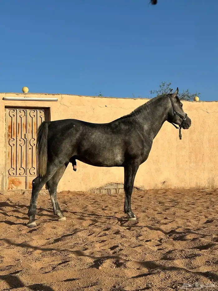 حصان شعبي 2