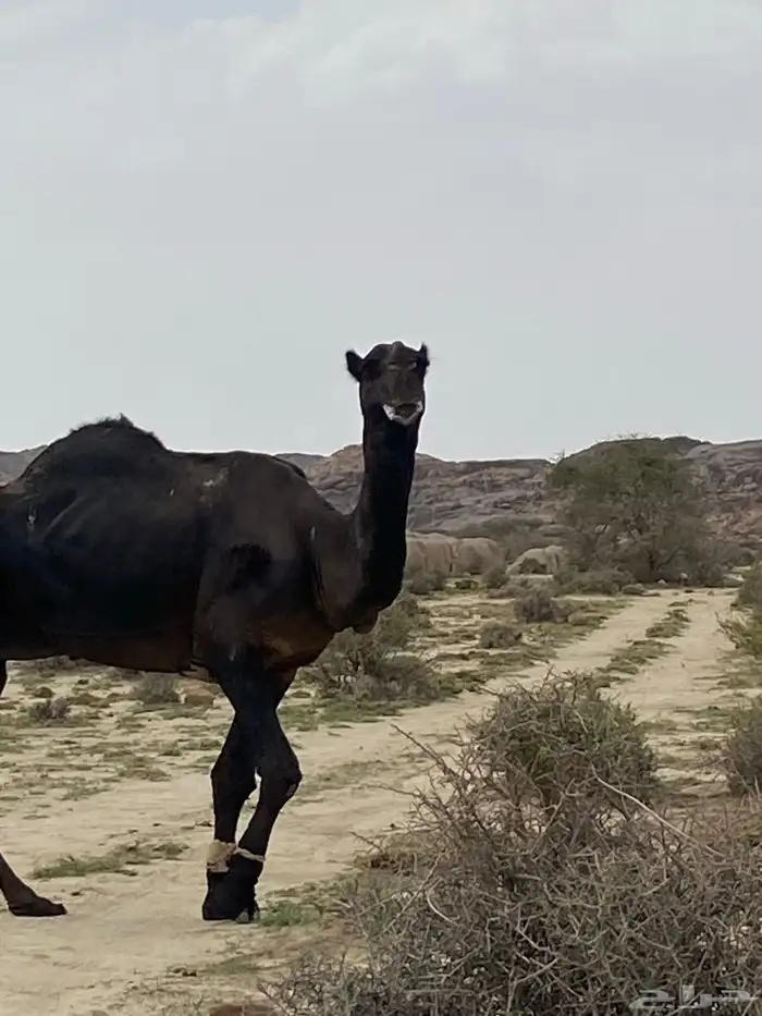 بعير مجهم 2