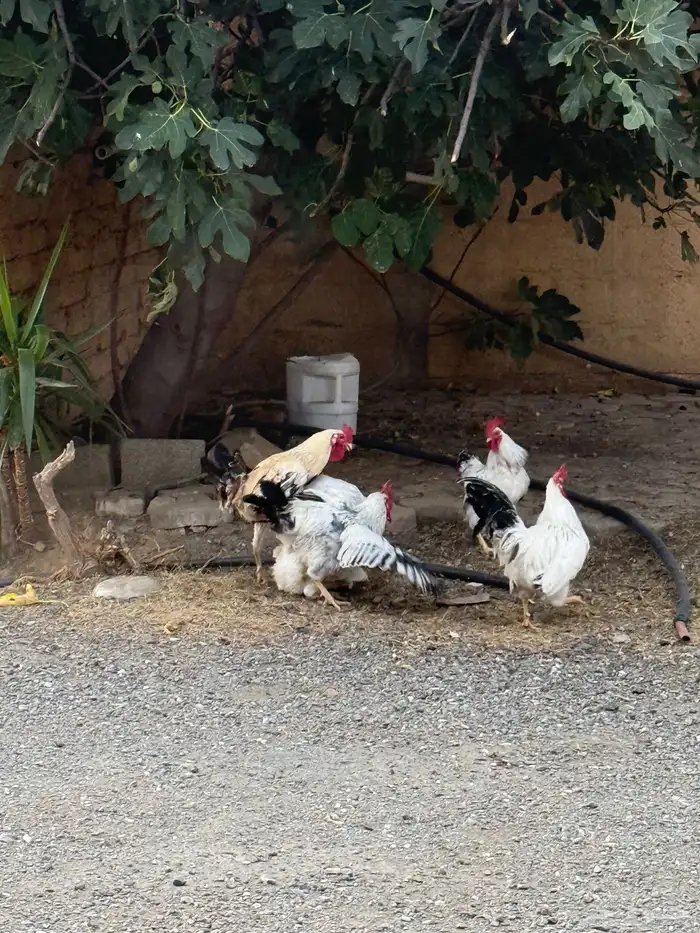 دجاج فرنسي بيور 3