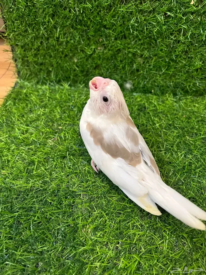 فرخ كروان مميز ( تم البيع ) 2