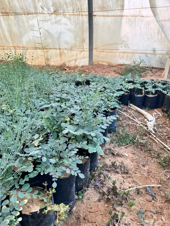 عرض على شتلات المورنقا العربي( اليسر - اللبان العربي) 1