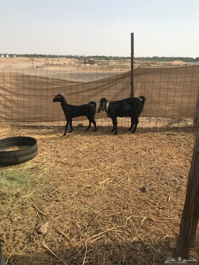 ماعز للبيع 4