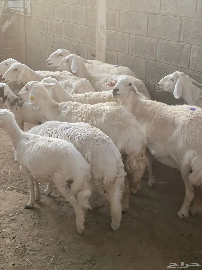 غنم حريات خلفات ودفيع 1