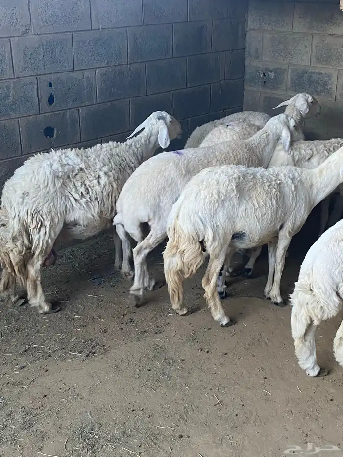 غنم حريات خلفات ودفيع 4