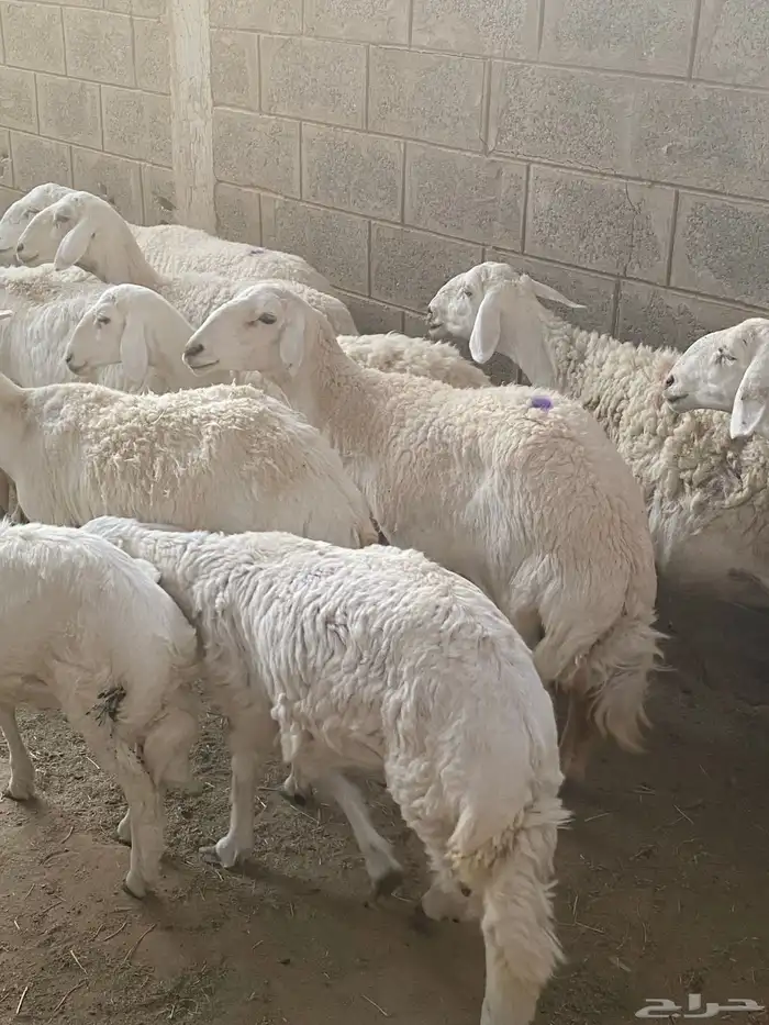 غنم حريات خلفات ودفيع 2