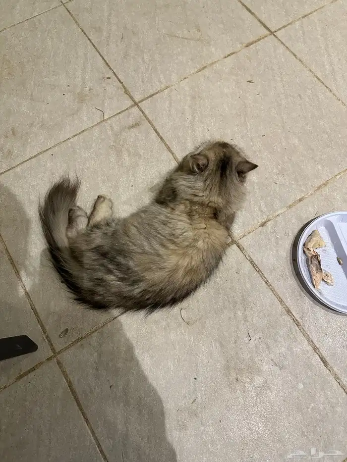 قطه ضايعه 0