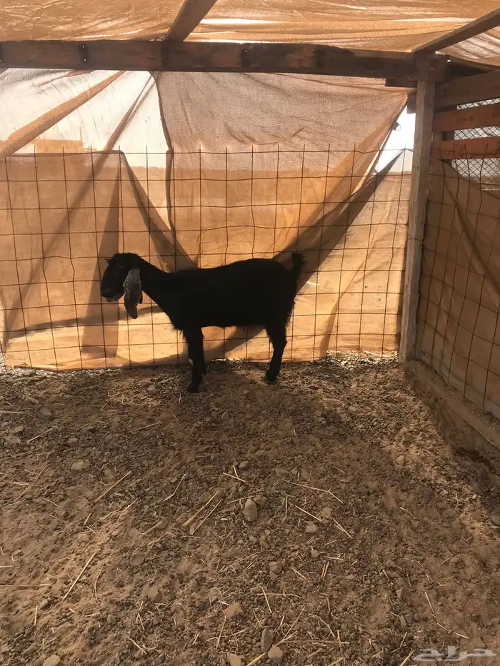 ماعز للبيع 3