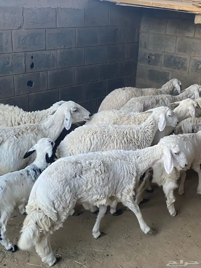 غنم حريات خلفات ودفيع 5