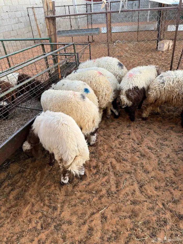 نعيمي بلدي ومتوفر تمارا 100 تقييم 2