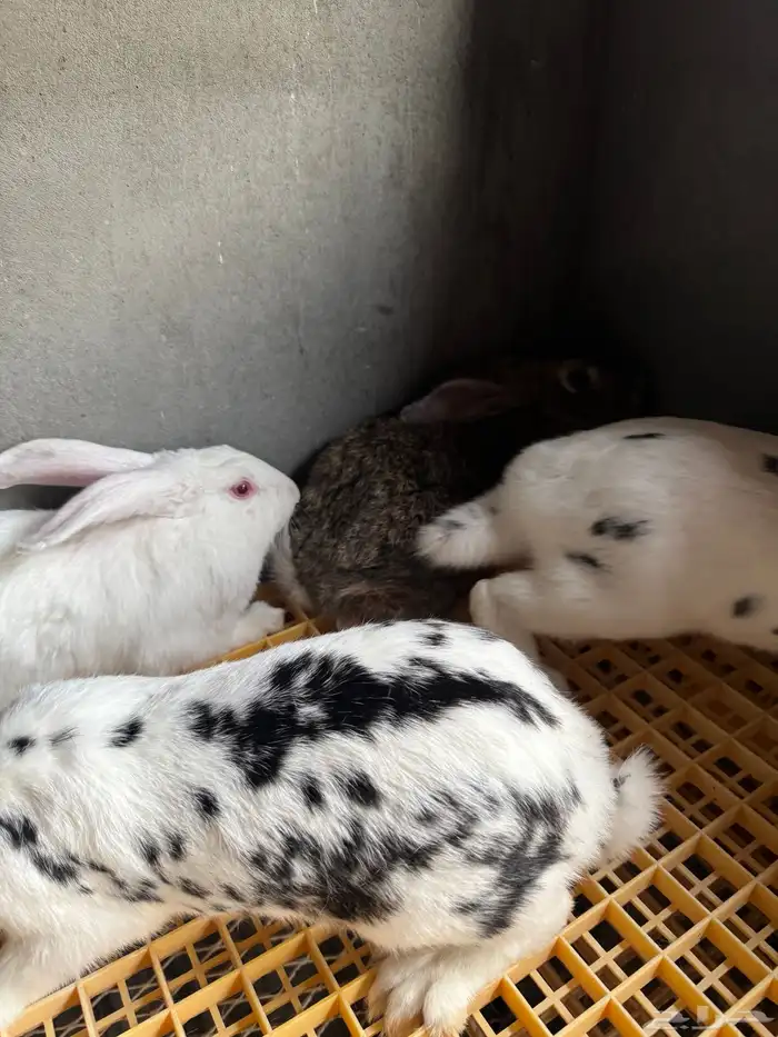 امهات ارانب للبيع 2