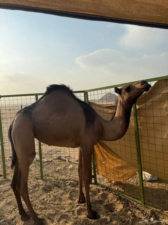 بكره صفرا كفو للبيع 0