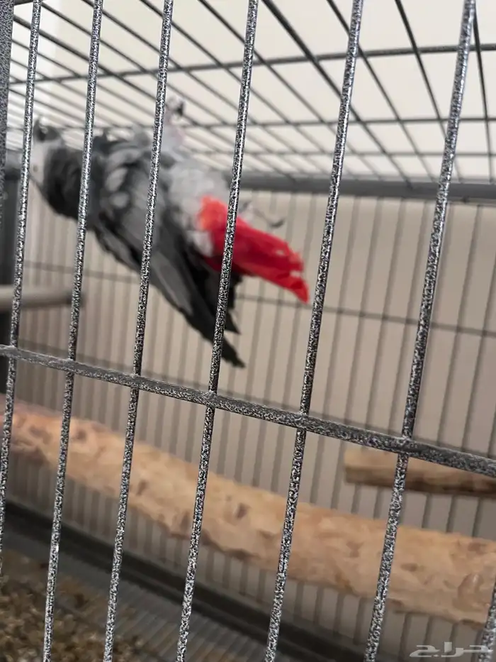 جوز كاسكو باض مرتين من غير تخصيب . 2