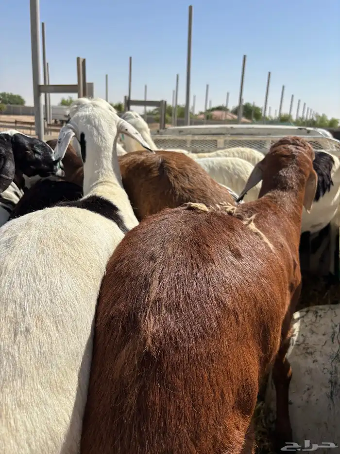 خرفان سواكن تربيه ميه بالميه 2