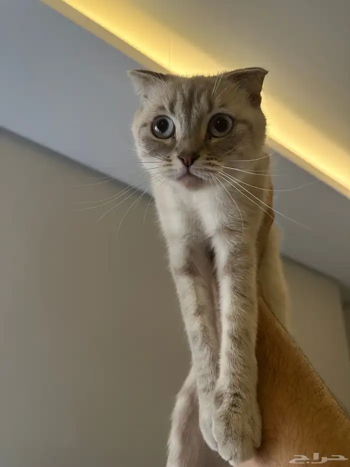 قطة سكوتش   هملايا للتبني 0