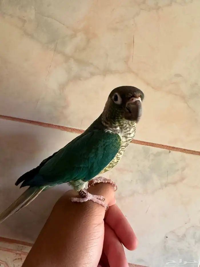 كنيور اليف وهدد 0
