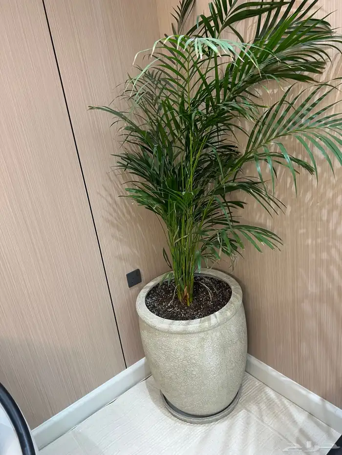 أعمال زراعة وصيانة للبيوت والمشاريع التجارية 19