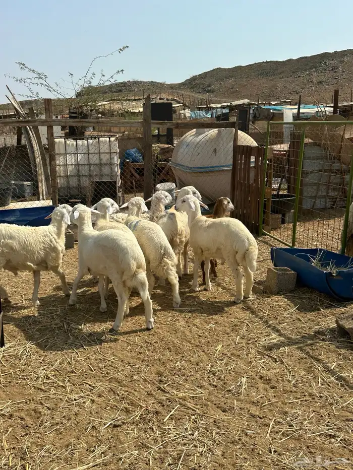 الوسام للذبايح الحري والسواكن 9