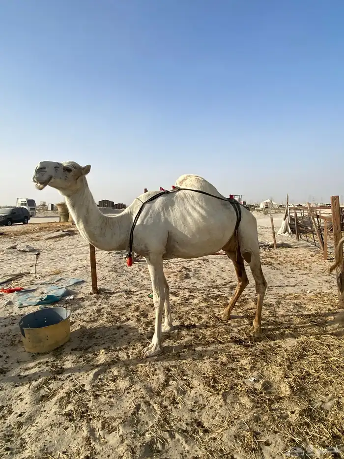 ناقه نصوف تكنف يمين ويسار هديه تحتها بكره عمرها 7 اشهر 3