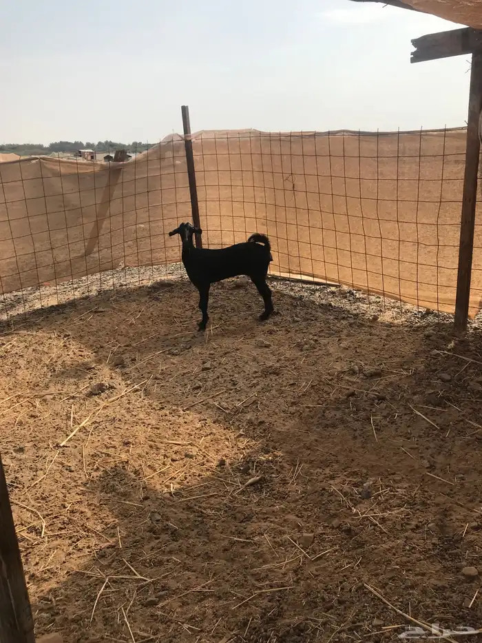 ماعز للبيع 2