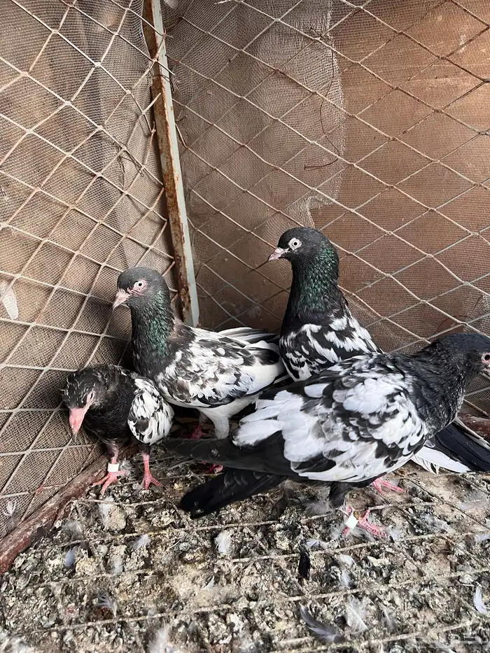 حمام باكستاني رام جوز منتج مع فروخ 4