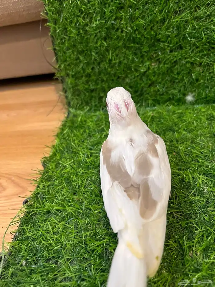 فرخ كروان مميز ( تم البيع ) 1