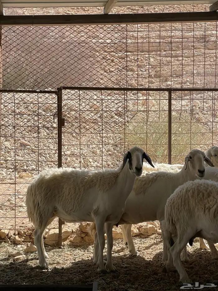 شاه حرية حرشا دافع شرط سونار 1