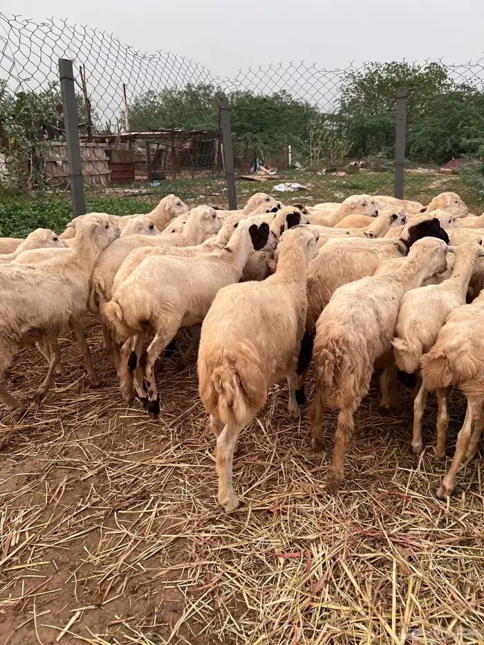 رخال رفيدي من 650 3