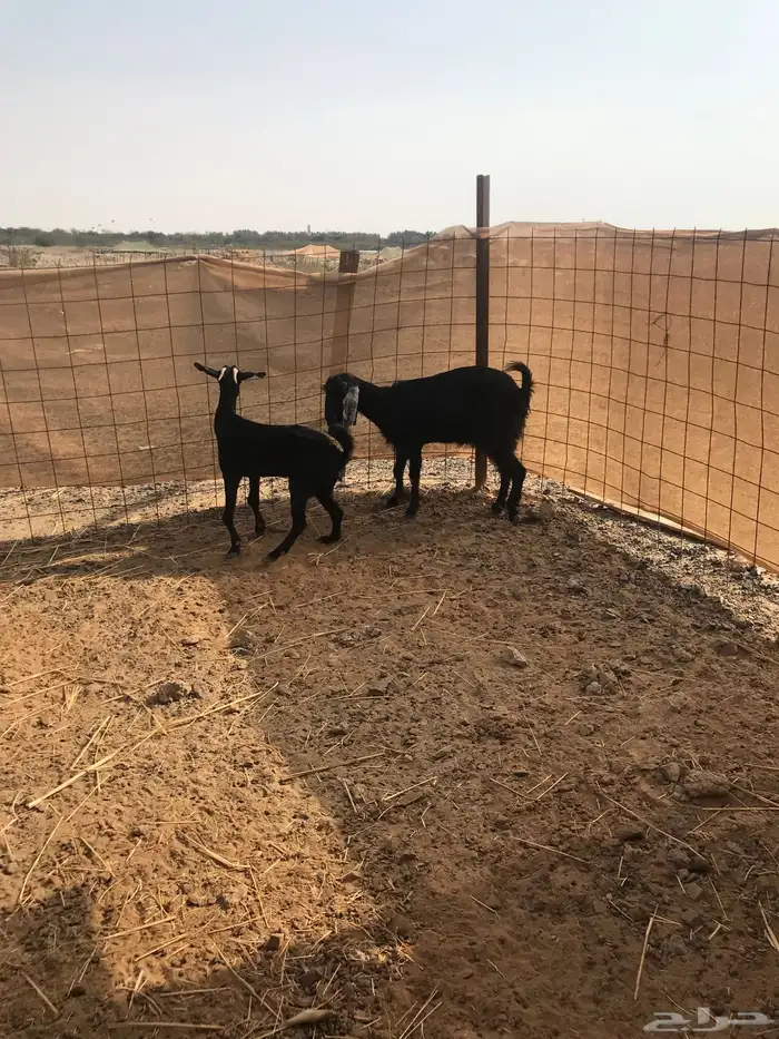 ماعز للبيع 0