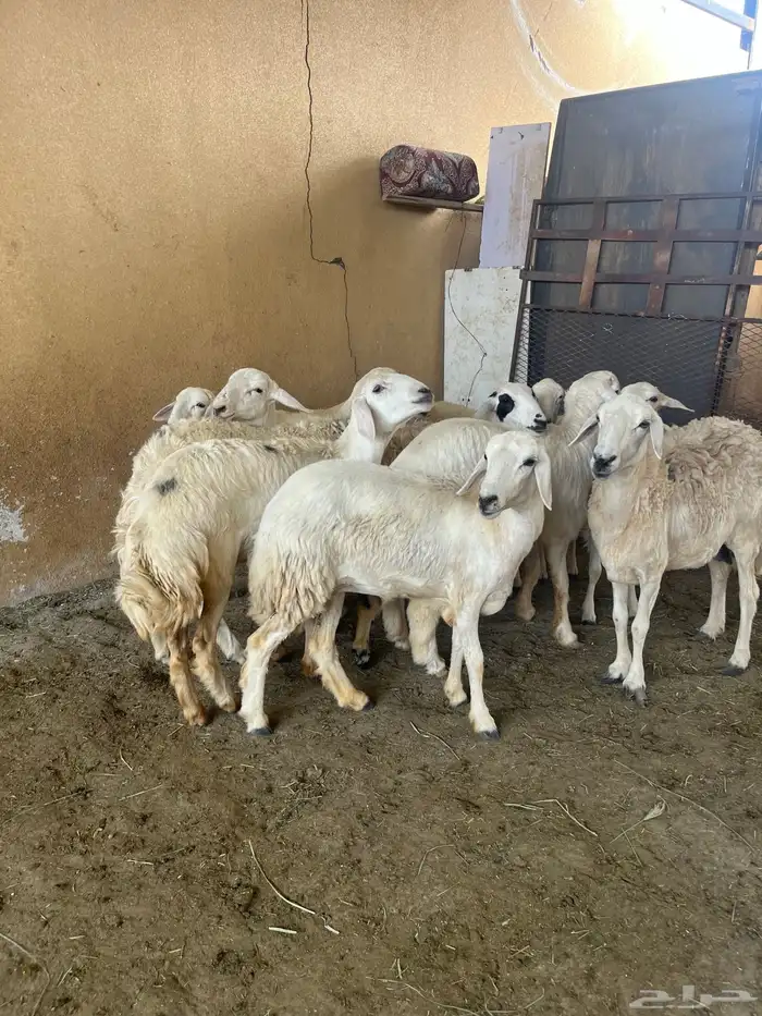 ياهل المقنى رخال فيها وحده قارح والباقي جذع بلفحل 10