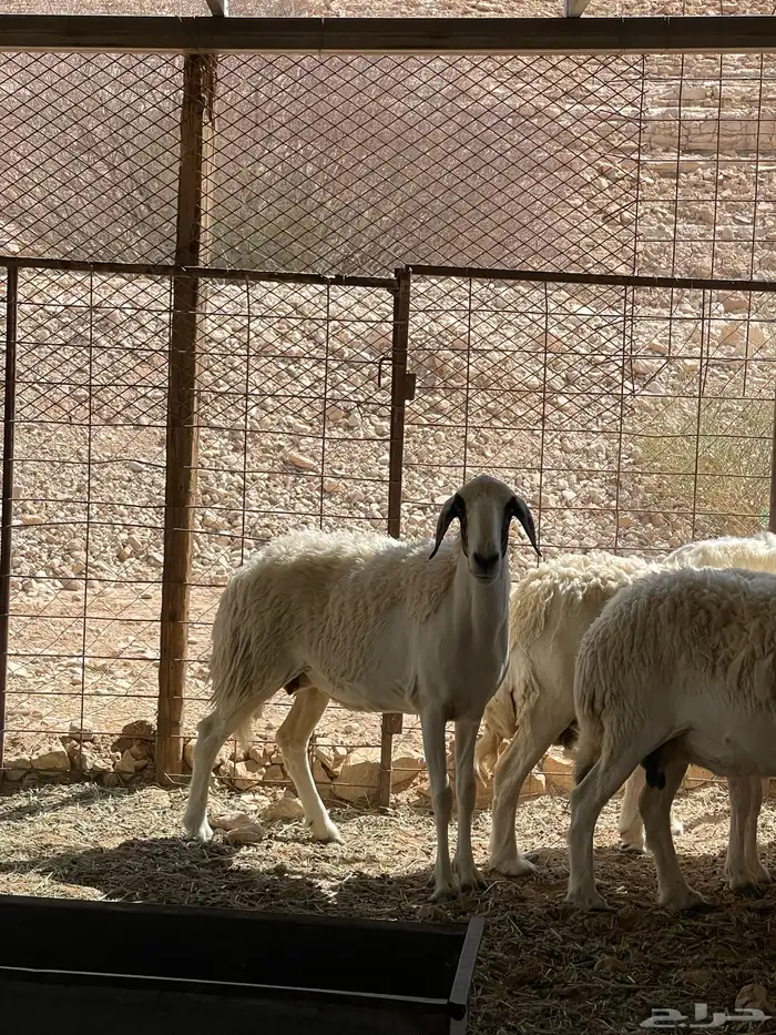 شاه حرية حرشا دافع شرط سونار 0