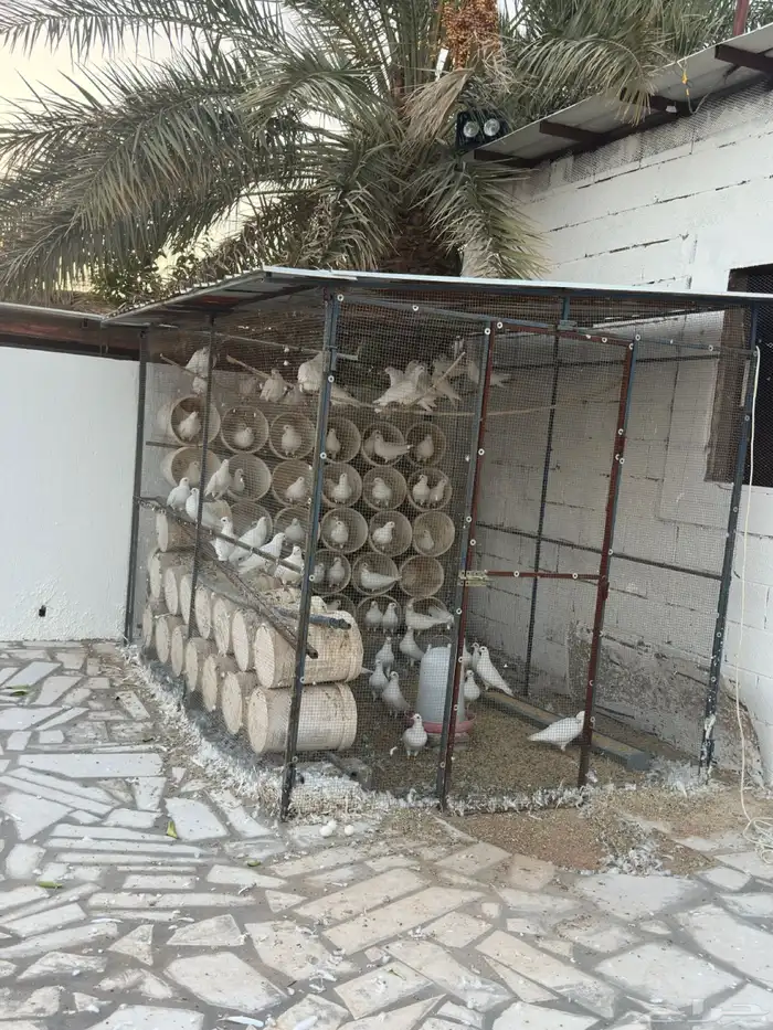 حمام فرنسي حجم جامبو   عشة 3 2 ارتفاع 2م 4