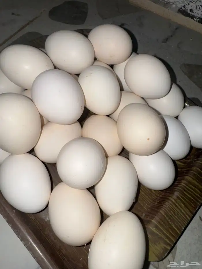 بيض بلدي الطبق 25 2