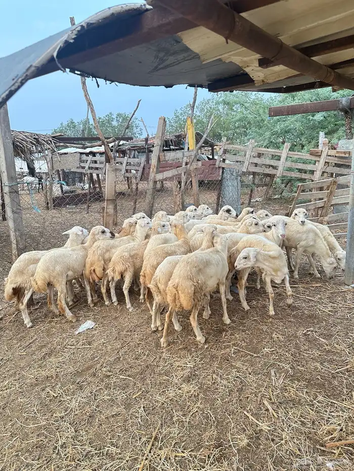 رخيل رفيدية 4