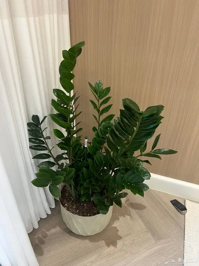 أعمال زراعة وصيانة للبيوت والمشاريع التجارية 27