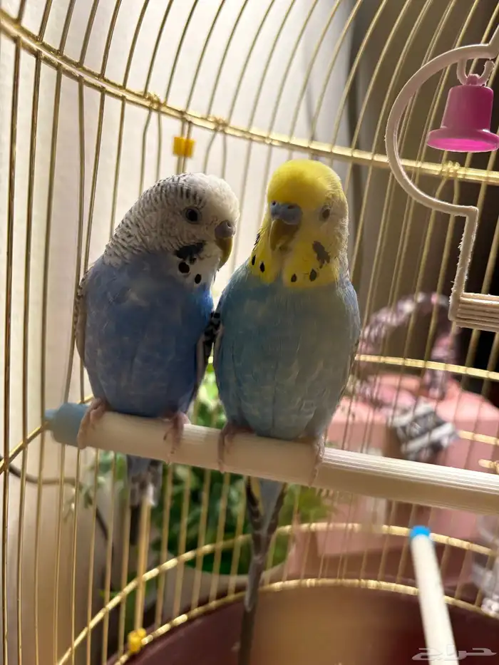 عصفور بادجي الحب 0