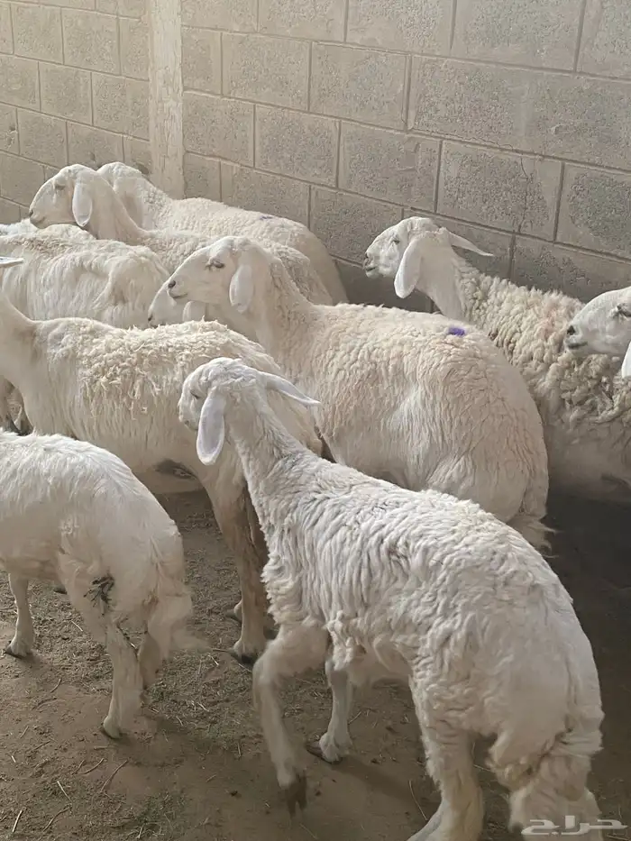 غنم حريات خلفات ودفيع 3