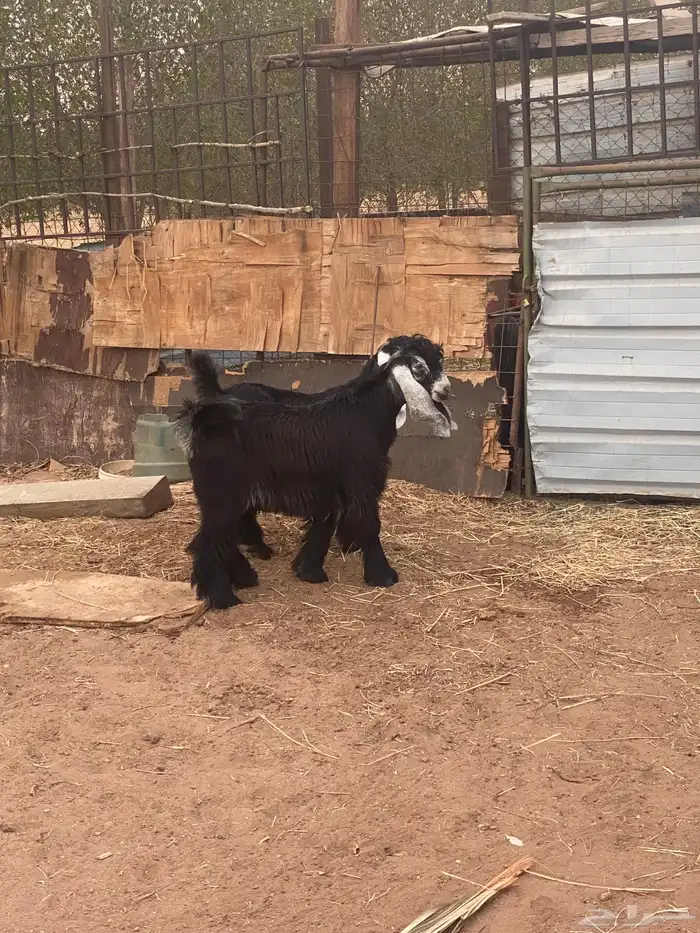 تم البيع  للبيع جفار عوارض صنف تيس مشروع فحل 1