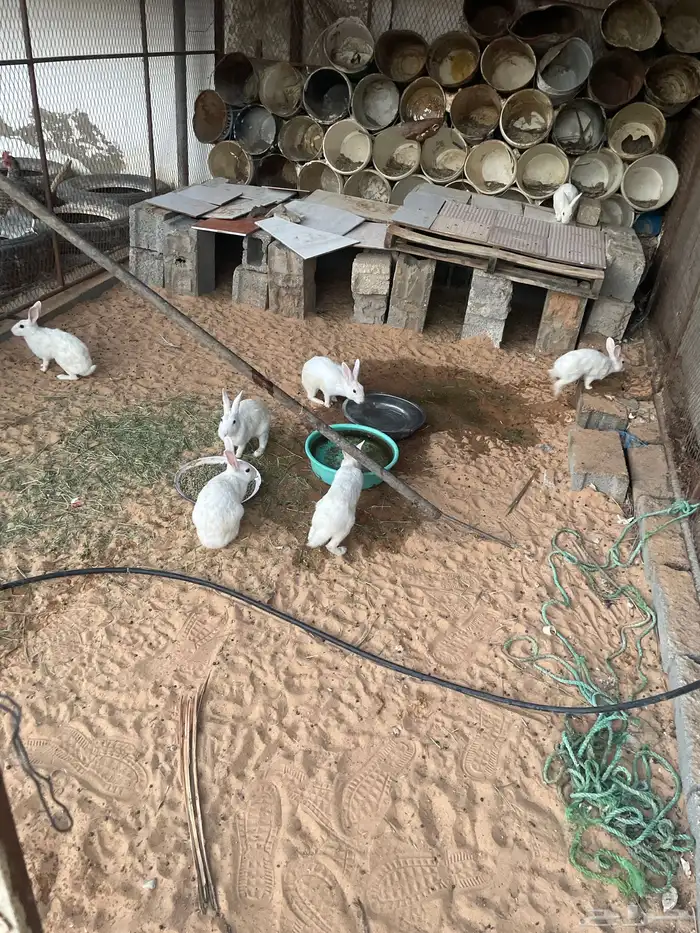 للبيع أرانب 0