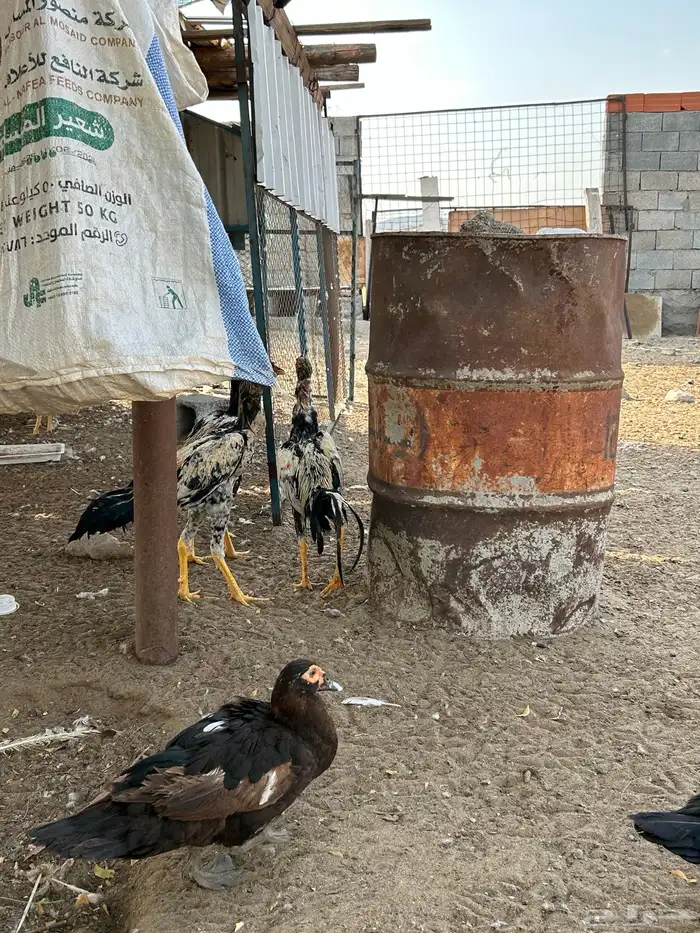 ديك باكستاني 3
