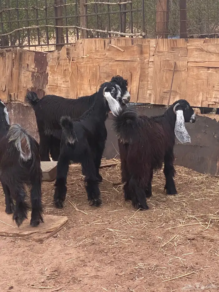 تم البيع  للبيع جفار عوارض صنف تيس مشروع فحل 0